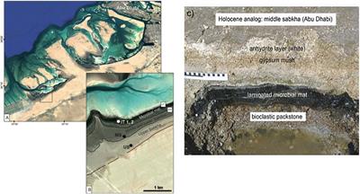 Distribution of Glycerol Dialkyl Glycerol Tetraethers (GDGTs) in Microbial Mats From Holocene and Miocene Sabkha Sediments